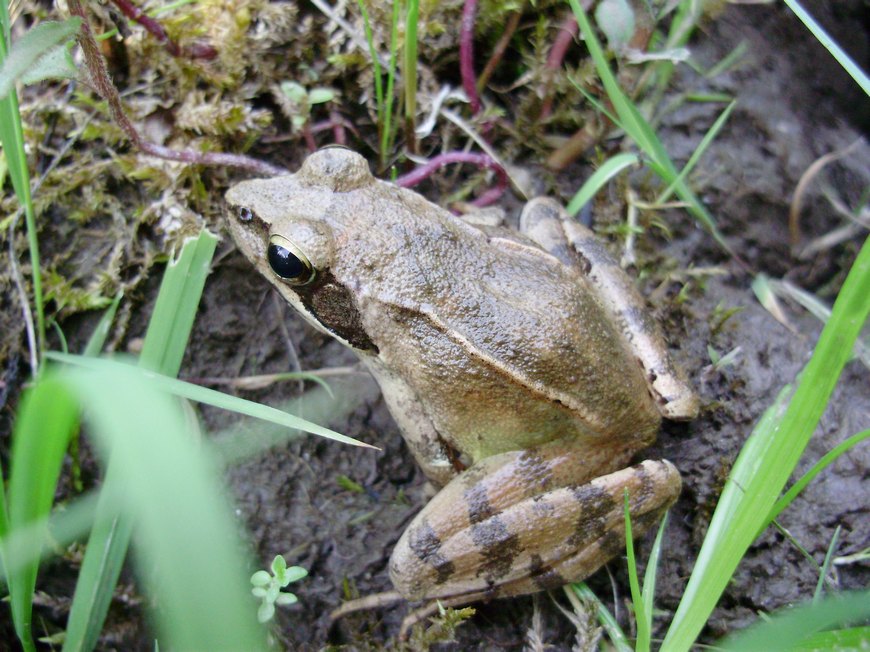 Rana dalmatina e suo habitat